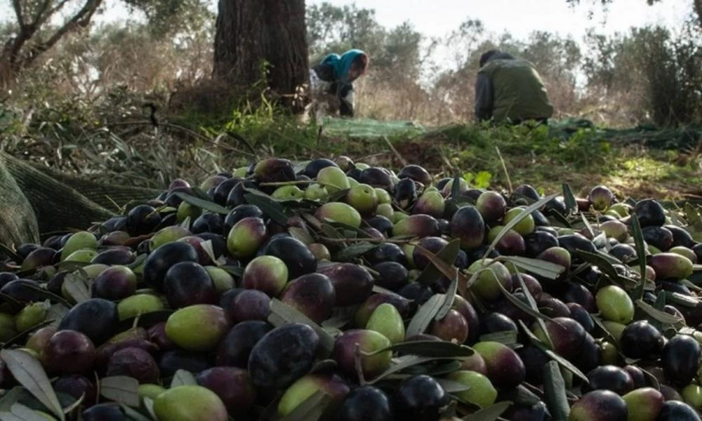 Ελαιοπαραγωγοί: Μπορούν να υποβάλλουν αιτήσεις όσοι επλήγησαν από κορονοϊό -Ποιοι έχουν δικαίωμα συμμετοχής